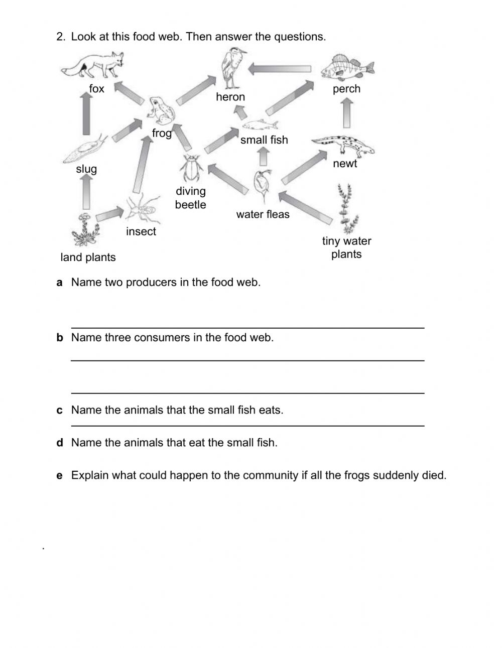 Featured image of post Answer Key Food Webs And Food Chains Worksheet Back Answers