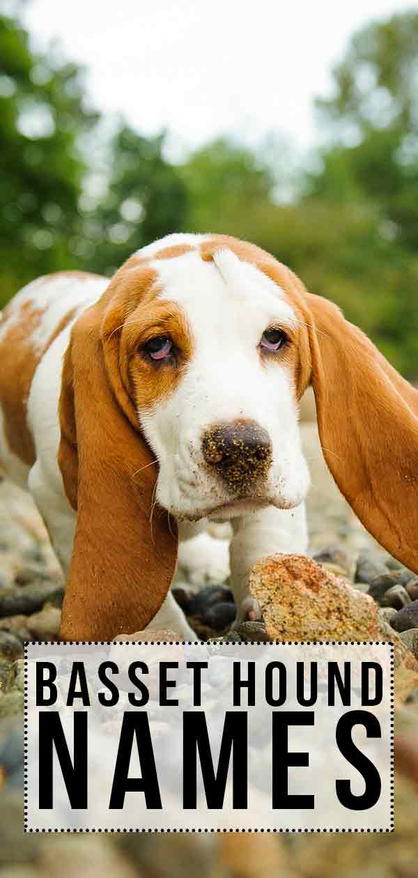 Featured image of post Boy Basset Hound Names