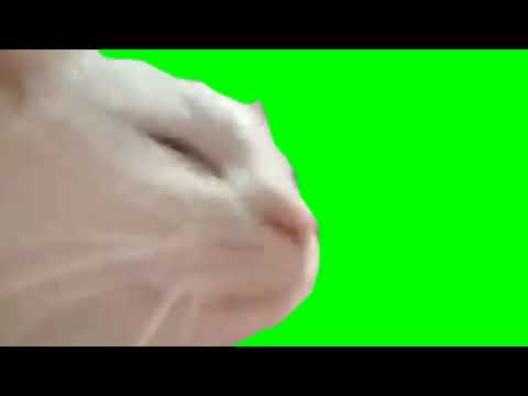 Featured image of post Cat Bobbing Head Gif Green Screen