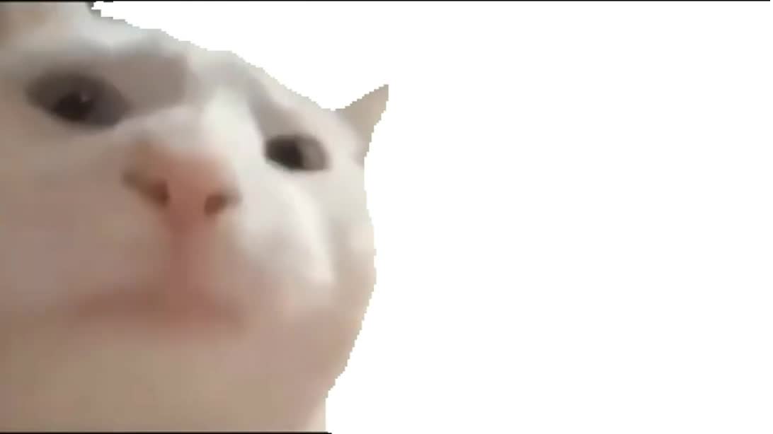 Featured image of post Cat Bobbing Head Gif Png