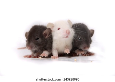 Featured image of post Cute Pictures Of Baby Rats
