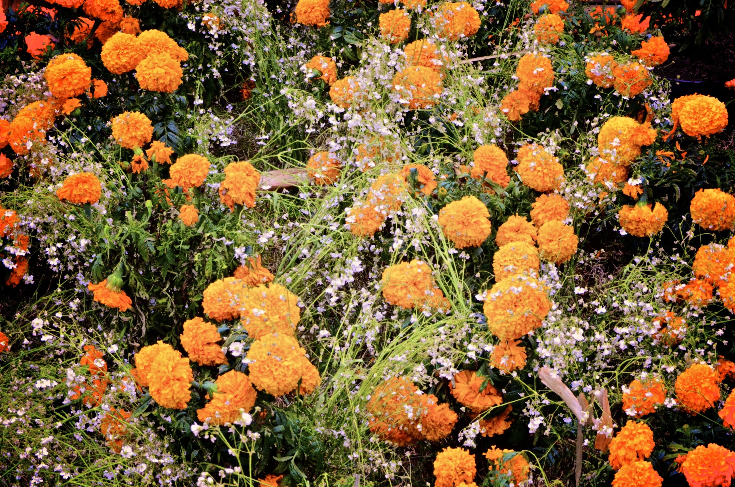 Featured image of post Flor De Cempas?Chil