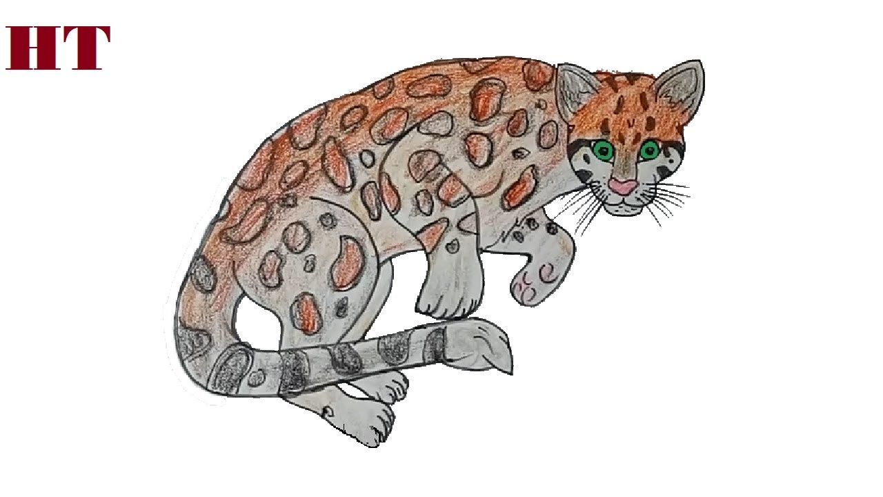 Featured image of post How To Draw An Ocelot