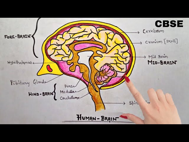 Featured image of post Human Brain Drawing Colour