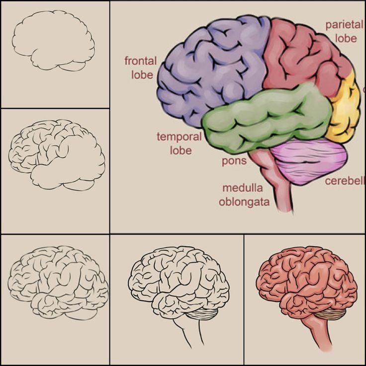 Featured image of post Human Brain Drawing For Kids