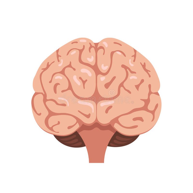 Featured image of post Human Brain Drawing Front