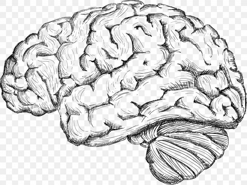 Featured image of post Human Brain Drawing Png