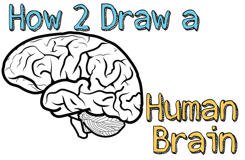 Featured image of post Human Brain Drawing Simple