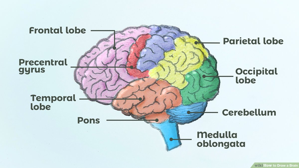 Featured image of post Human Brain Drawing With Parts