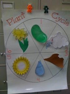 Featured image of post Life Cycle Of A Seed Craft