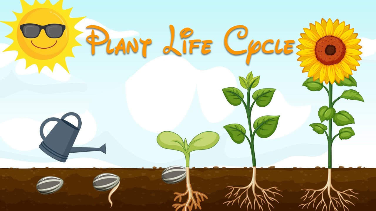 Featured image of post Life Cycle Of A Seed For Kids