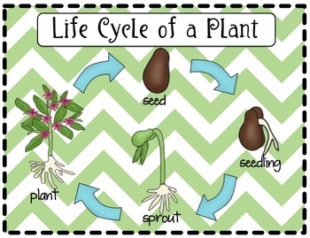 Featured image of post Life Cycle Of A Seed Kindergarten