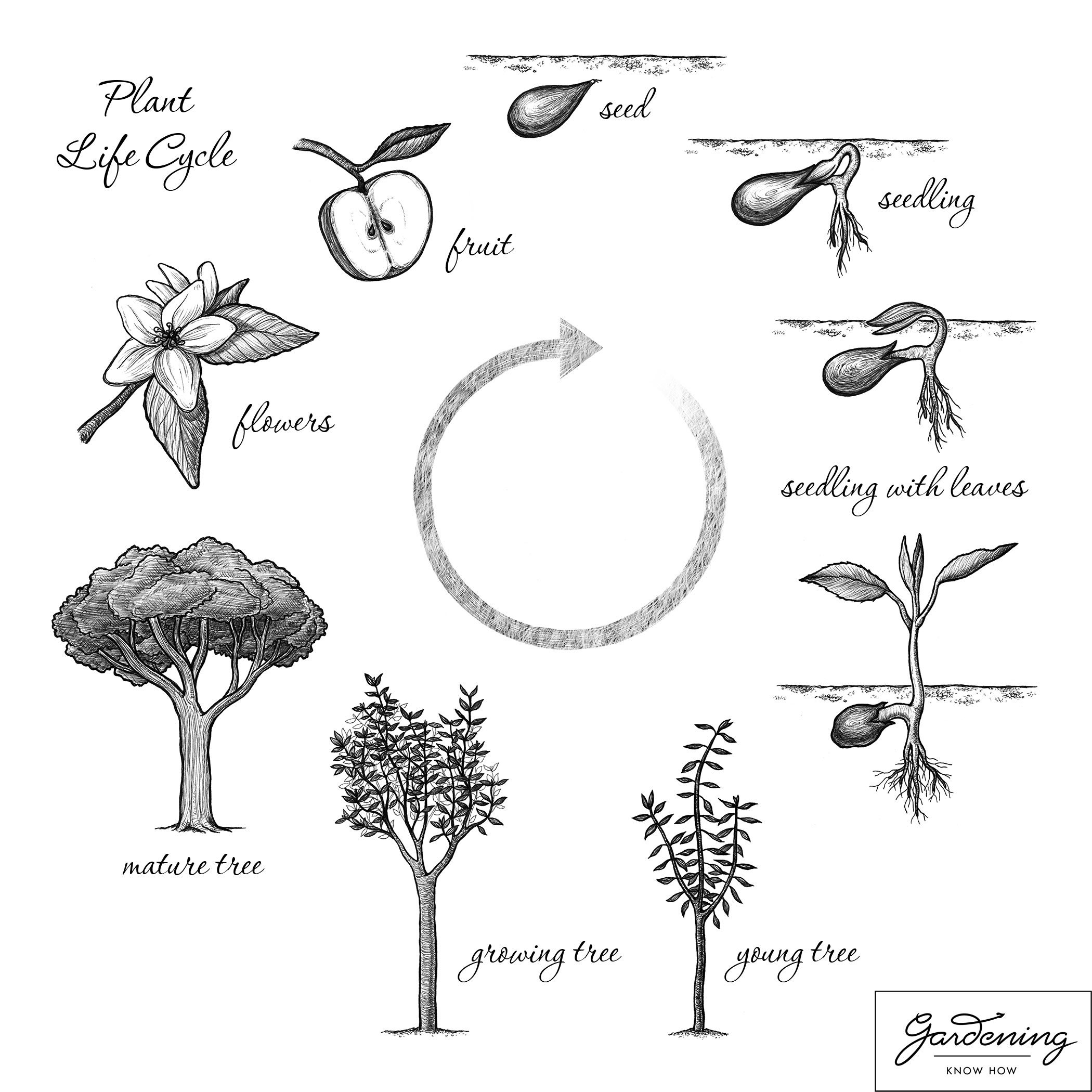 Featured image of post Life Cycle Of A Seed Plant Grade 7
