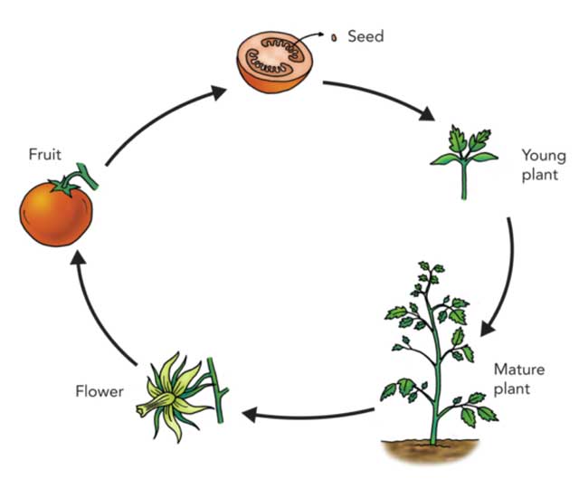 Featured image of post Life Cycle Of A Seed