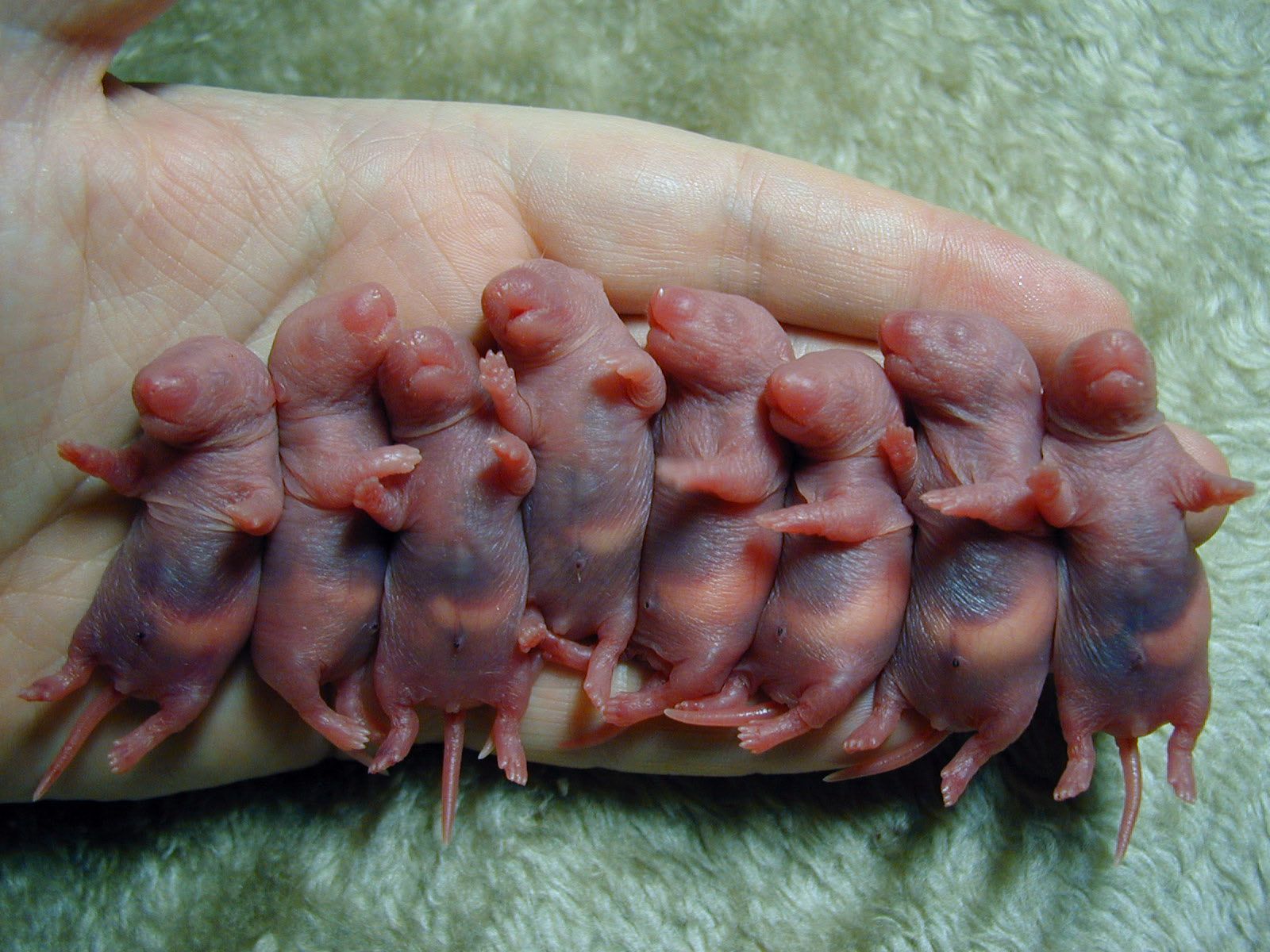 Featured image of post Newborn Pictures Of Baby Rats And Mice