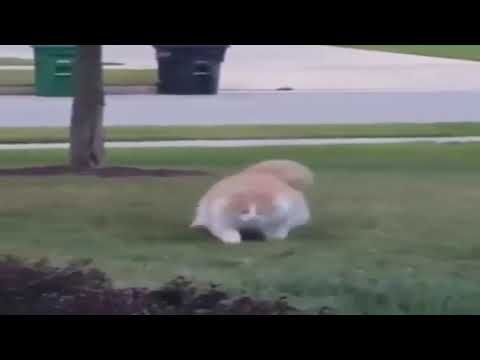 Featured image of post Oh Lawd He Comin Original Video