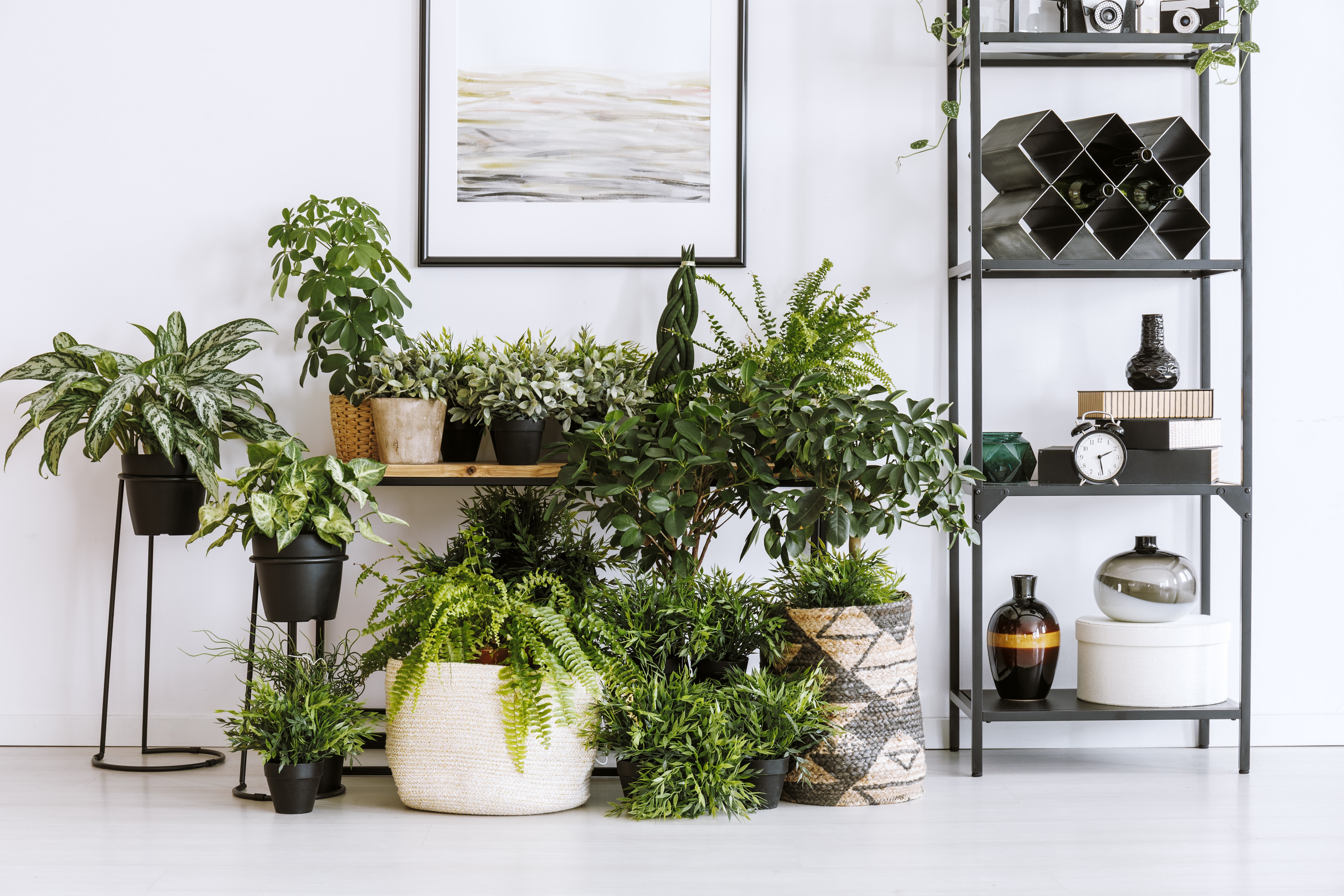 Featured image of post Online Indoor Plant Store