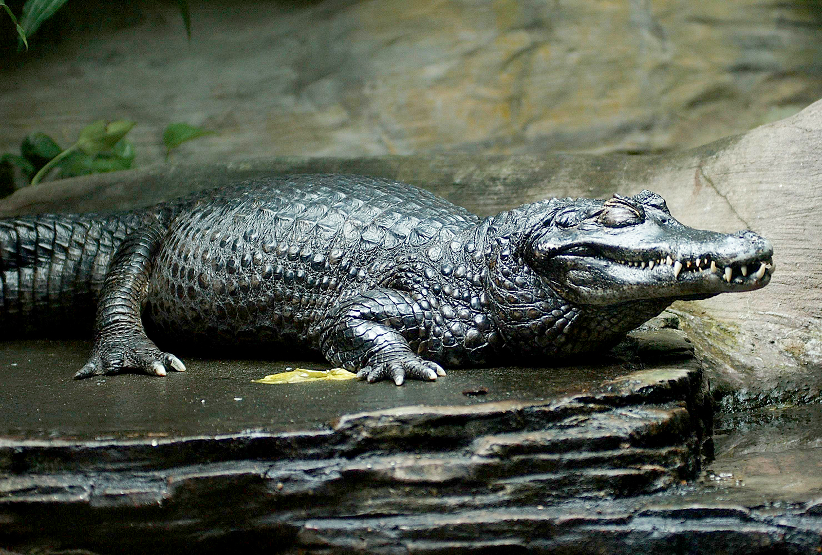 Featured image of post Picture Of A Caiman Alligator
