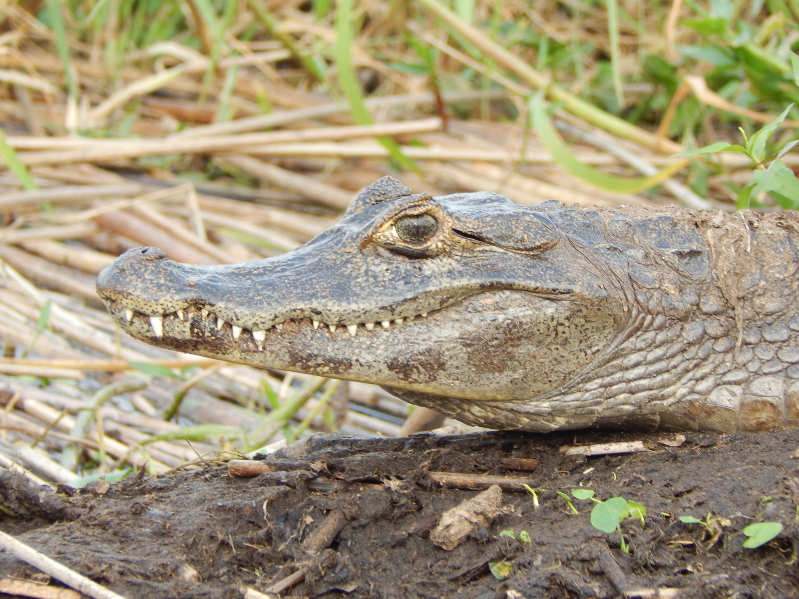 Featured image of post Picture Of A Caiman Crocodile