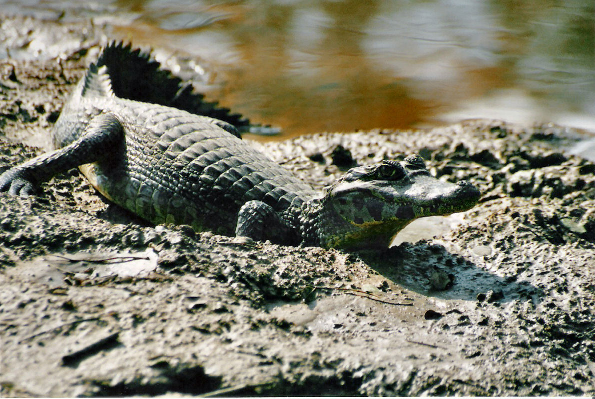 Featured image of post Picture Of A Caiman