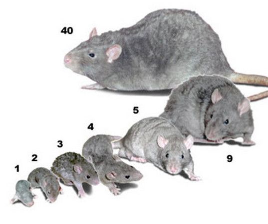 Featured image of post Pictures Of Baby Rats At Different Ages
