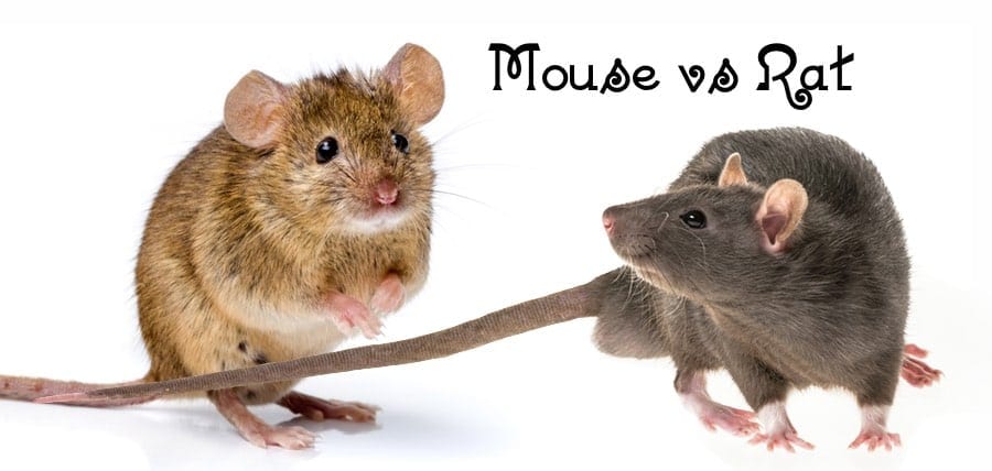 Featured image of post Pictures Of Baby Rats Vs Mice