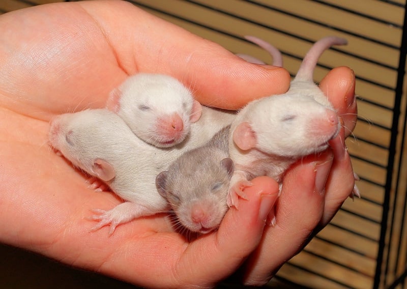 Featured image of post Pictures Of Baby Rats