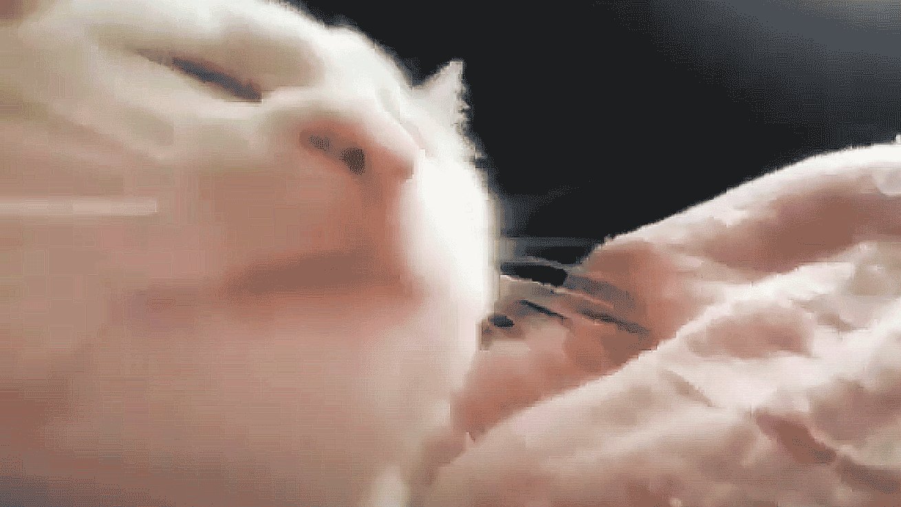 Featured image of post Vibing Cat Cat Bobbing Head Gif